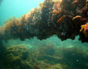 close up of the s.s. breconshire vero beach shipwreck