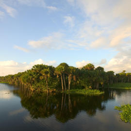 trees and forests in vero beach