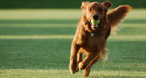 dog running with a tennis ball in its mouth