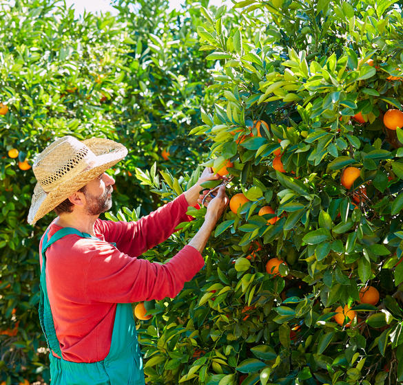 Man picking citrus fruit