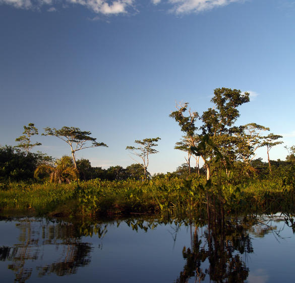 Marsh in Florida