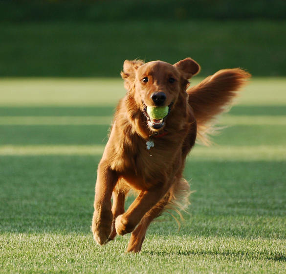 Dog running with a ball