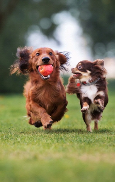 Vero Beach Dog Park