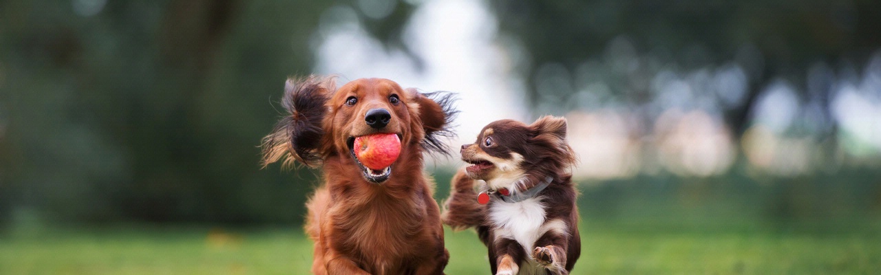 Vero Beach Dog Park